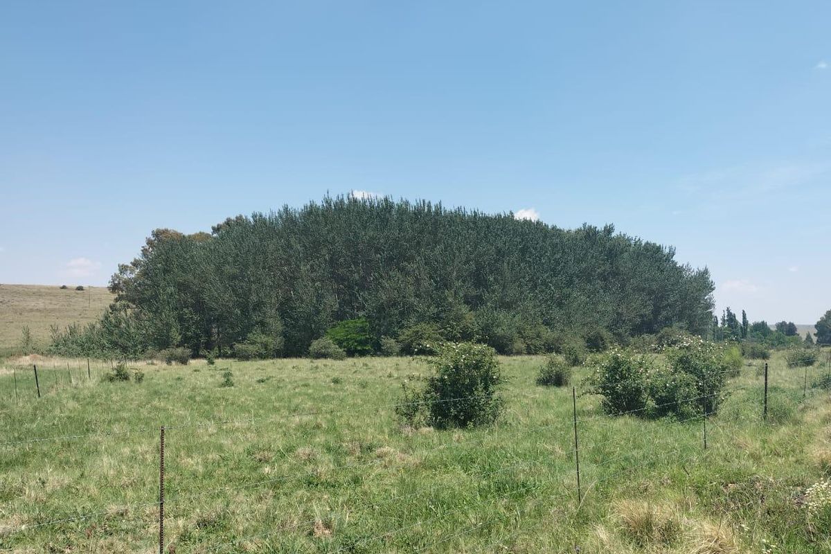 Livestock farm in Bethlehem - Photo 5