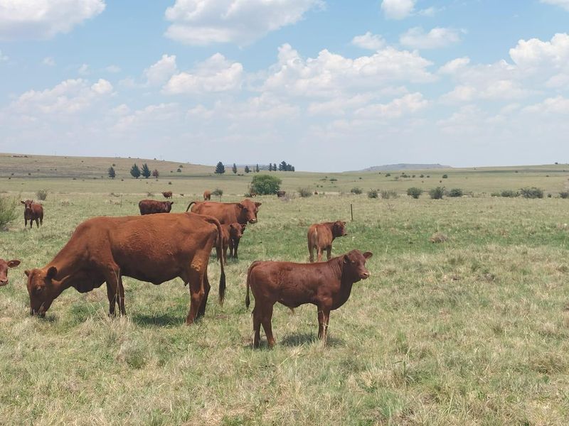 Livestock farm in Bethlehem - Photo 7