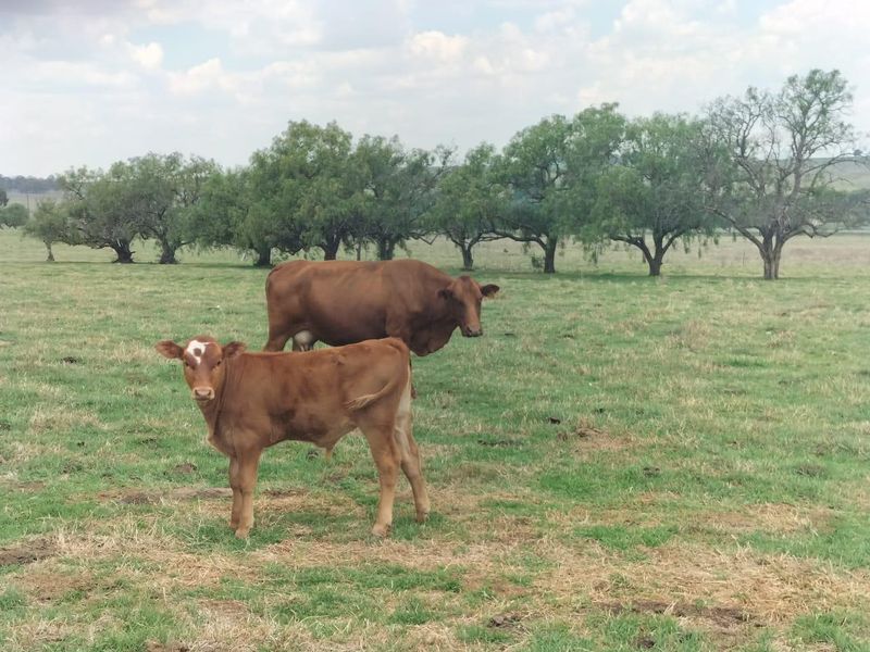 Livestock farm in Bethlehem - Photo 8