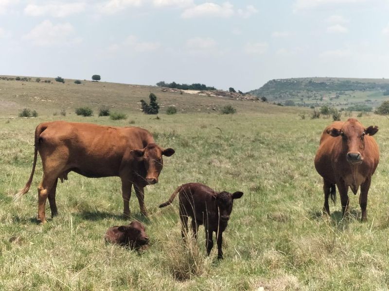 Livestock farm in Bethlehem - Photo 10