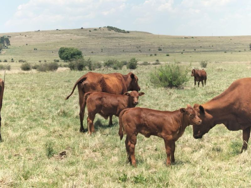 Livestock farm in Bethlehem - Photo 9