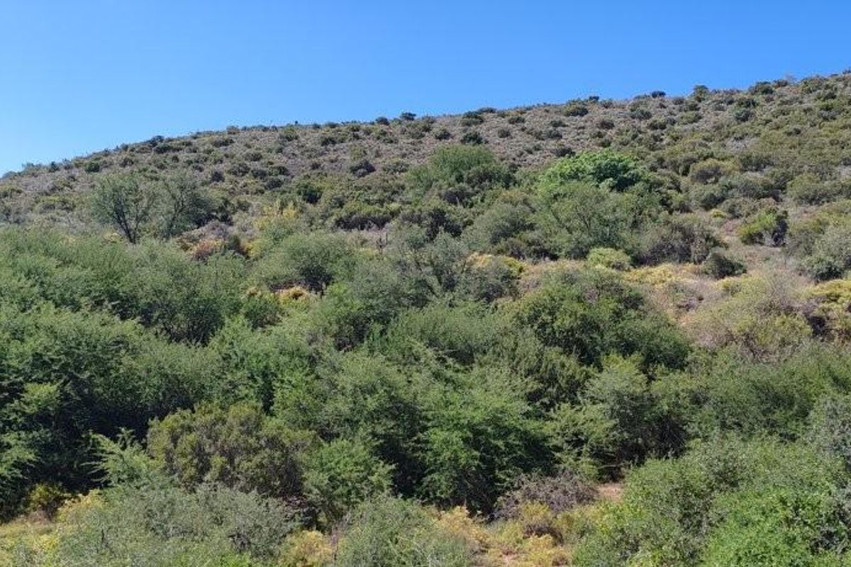 Stunning Lucerne Farm in the Heart of the Small Karoo - Photo 5