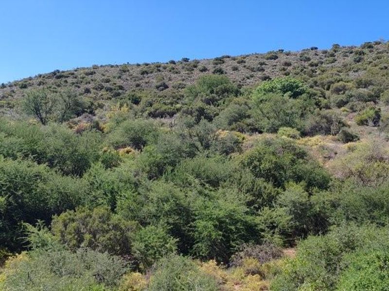 A scenic view of the natural landscape featuring rolling hills covered in indigenous vegetation and native shrubbery.