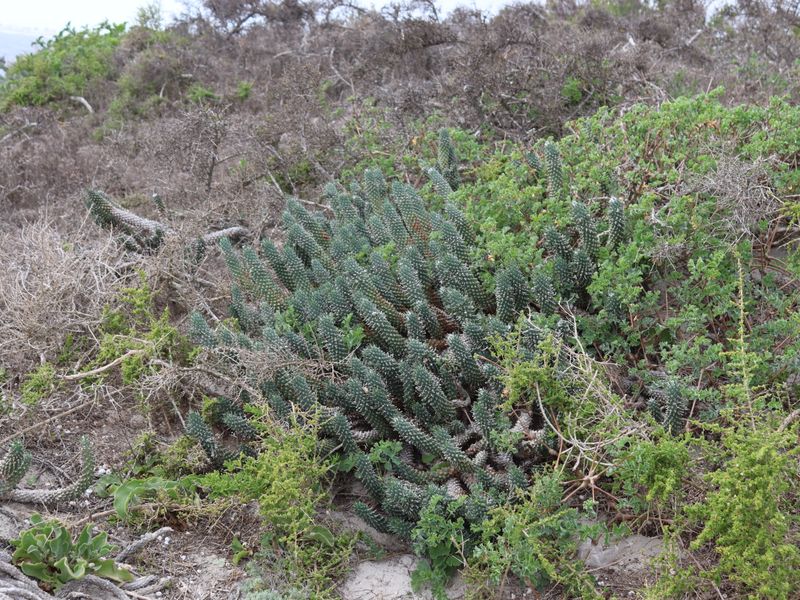 Vacant land  for Sale in Kapteins Kloof, St Helena Bay - Photo 10