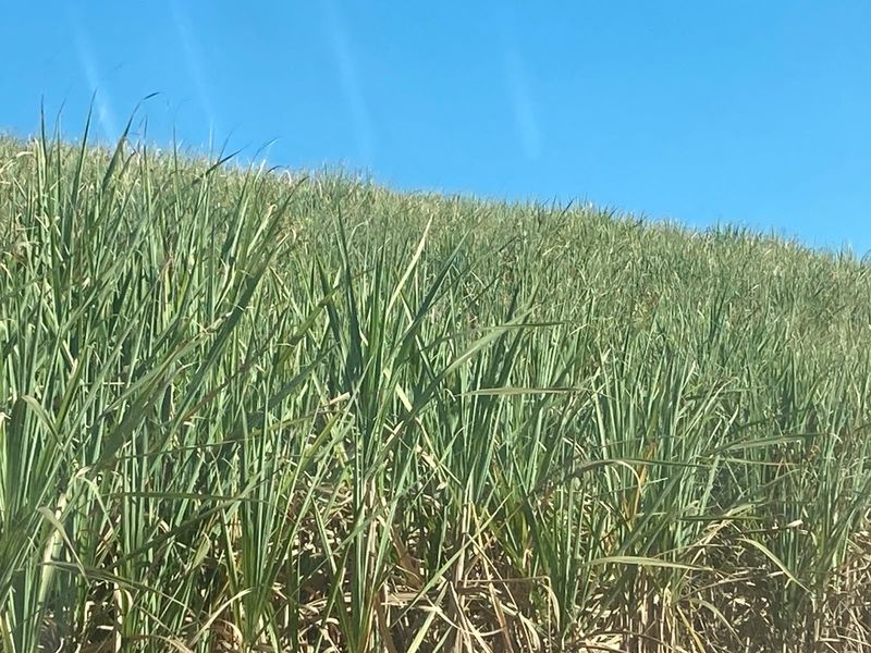 A view of a grassy hillside or agricultural crop field under a clear blue sky.