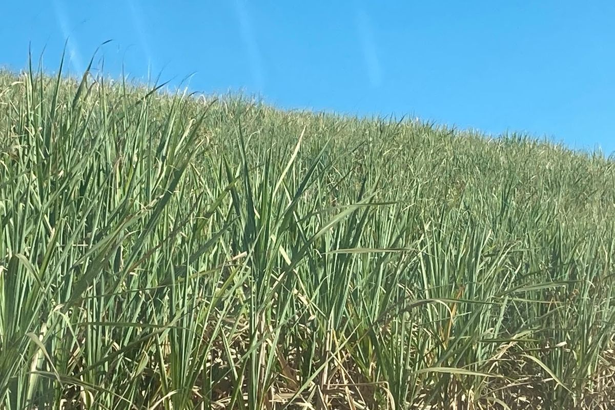 A view of a grassy hillside or agricultural crop field under a clear blue sky.