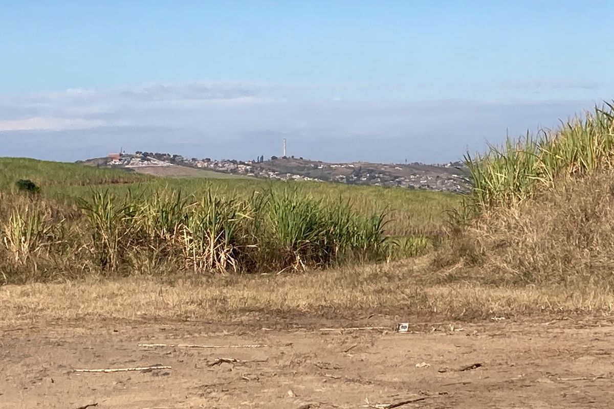 A scenic view of expansive agricultural land featuring sugar cane crops with a distant hillside landscape under a clear blue sky.