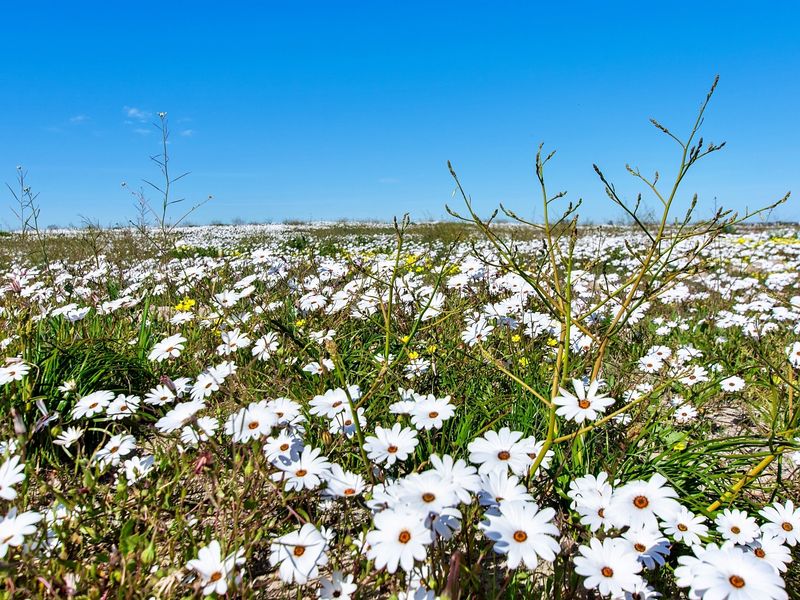 Prime Coastal Living – Build Your Dream Home Steps from the Atlantic Ocean! - Photo 7