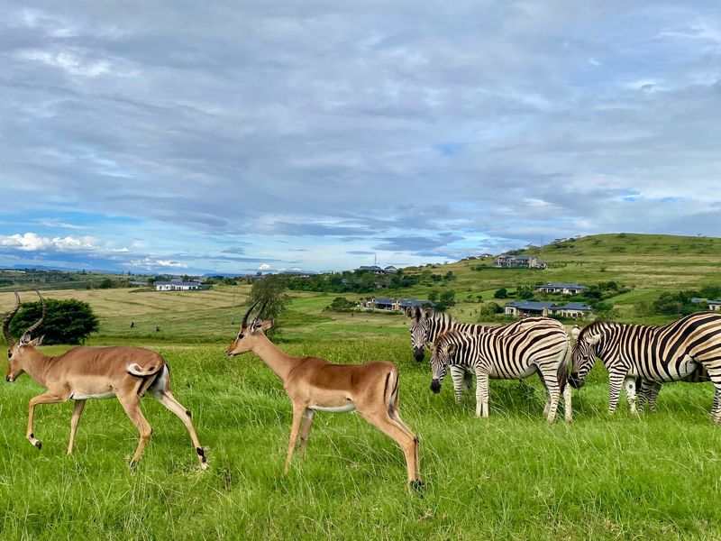 Vacant Land Residential For Sale In Pietermaritzburg - Photo 5