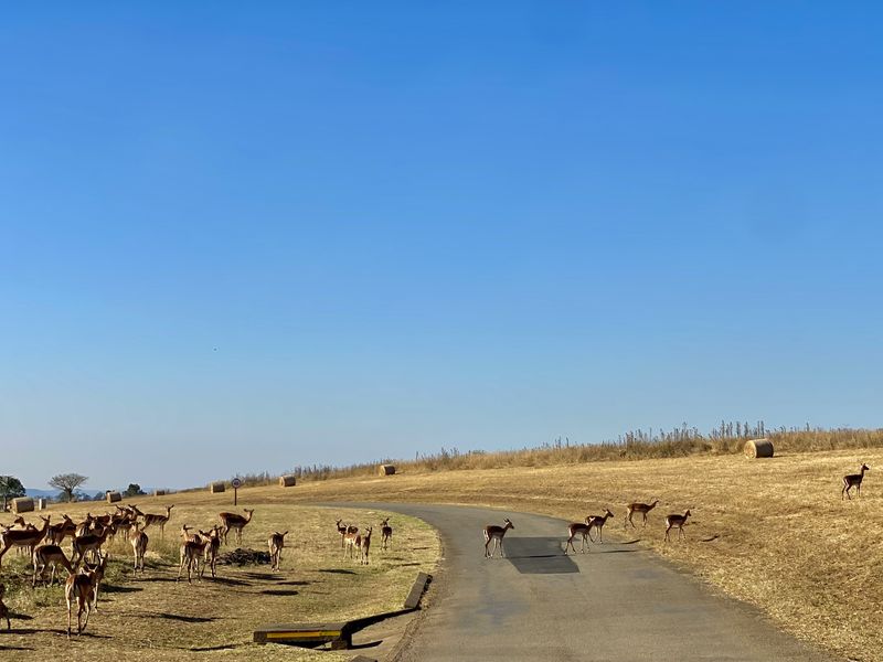 Vacant Land Residential For Sale In Pietermaritzburg - Photo 7