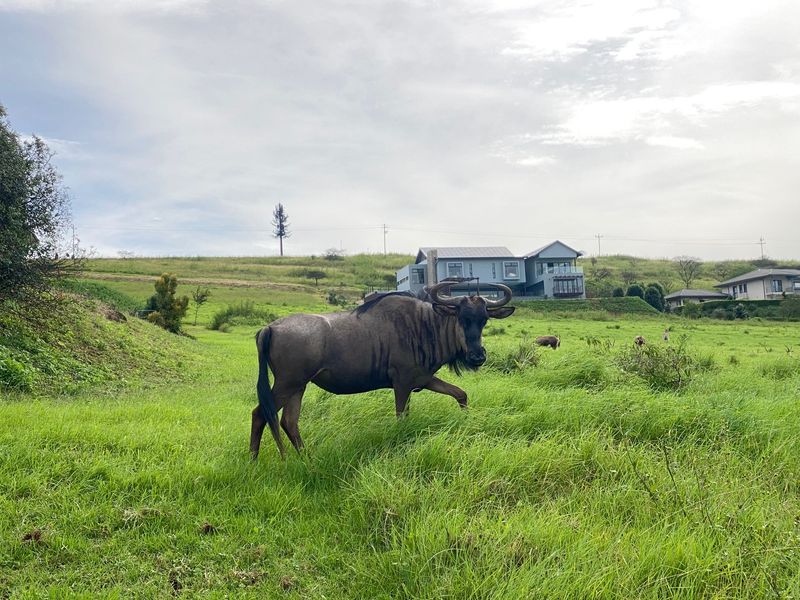 Vacant Land Residential For Sale In Pietermaritzburg - Photo 2