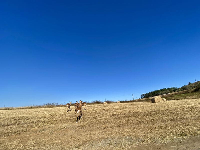 Vacant Land Residential For Sale In Pietermaritzburg - Photo 6