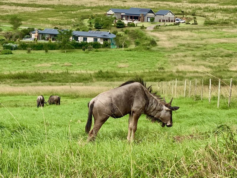 Vacant Land Residential For Sale In Pietermaritzburg - Photo 9