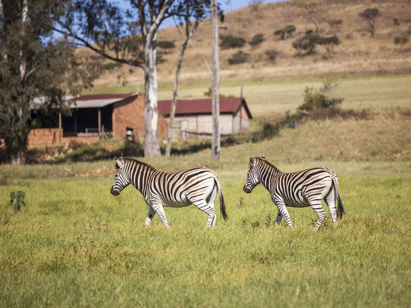 Vacant Land Residential For Sale In Pietermaritzburg - Photo 8