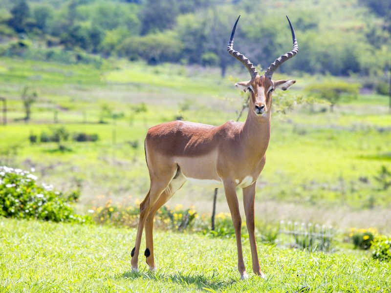 Vacant Land Residential For Sale In Pietermaritzburg - Photo 9