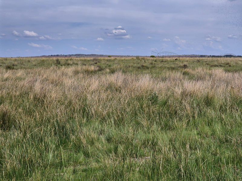 71 Ha Gemengde Soetgras naby Bloemfontein - Photo 7