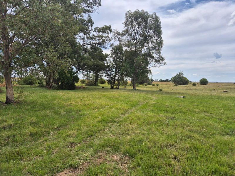 71 Ha Gemengde Soetgras naby Bloemfontein - Photo 1
