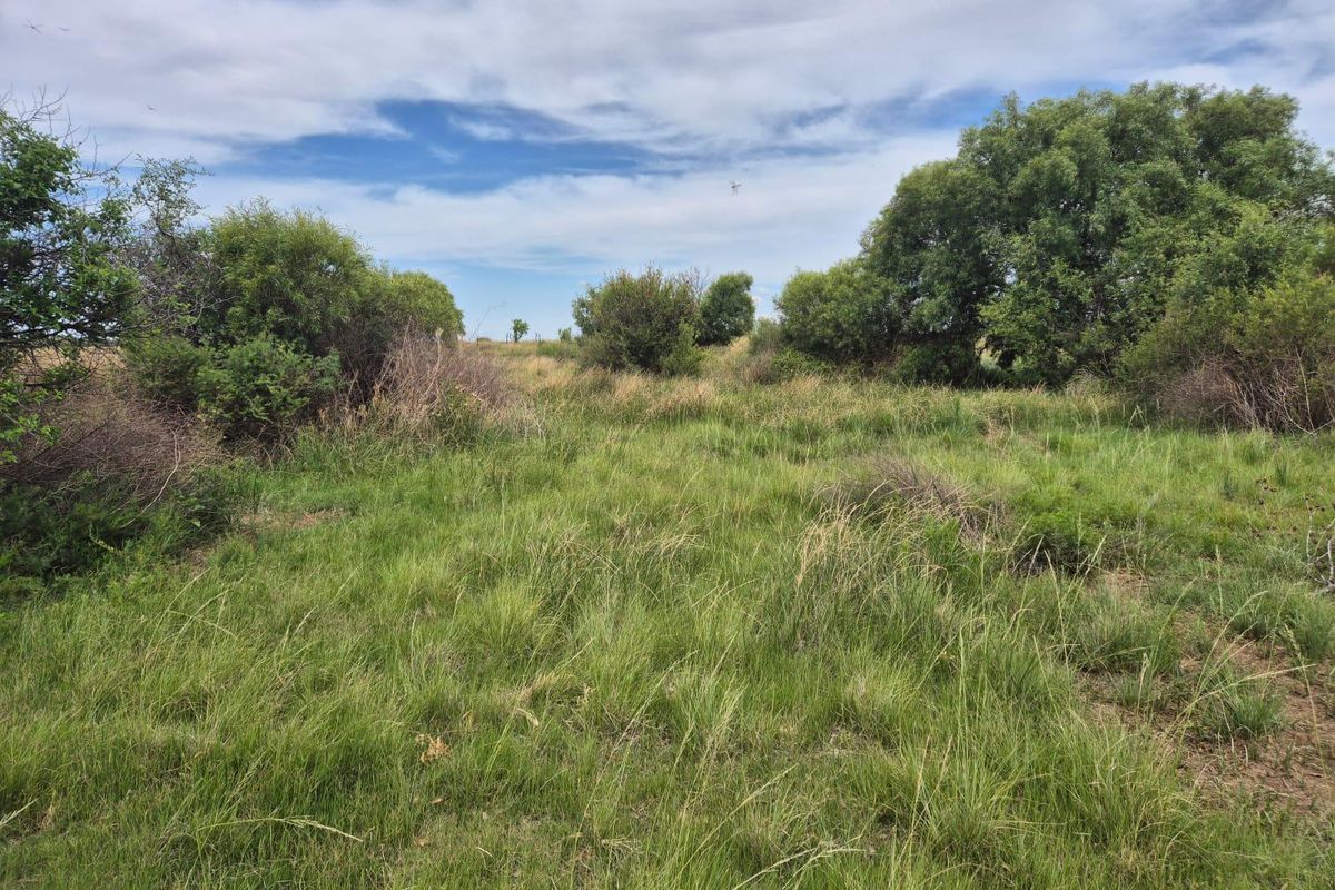71 Ha Gemengde Soetgras naby Bloemfontein - Photo 3