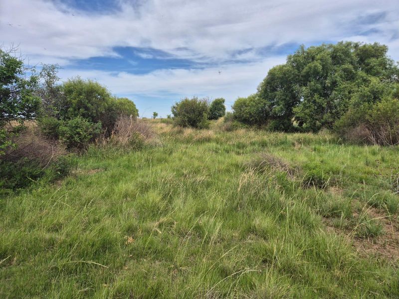 71 Ha Gemengde Soetgras naby Bloemfontein - Photo 3