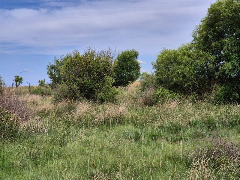 71 Ha Gemengde Soetgras naby Bloemfontein - Photo 8