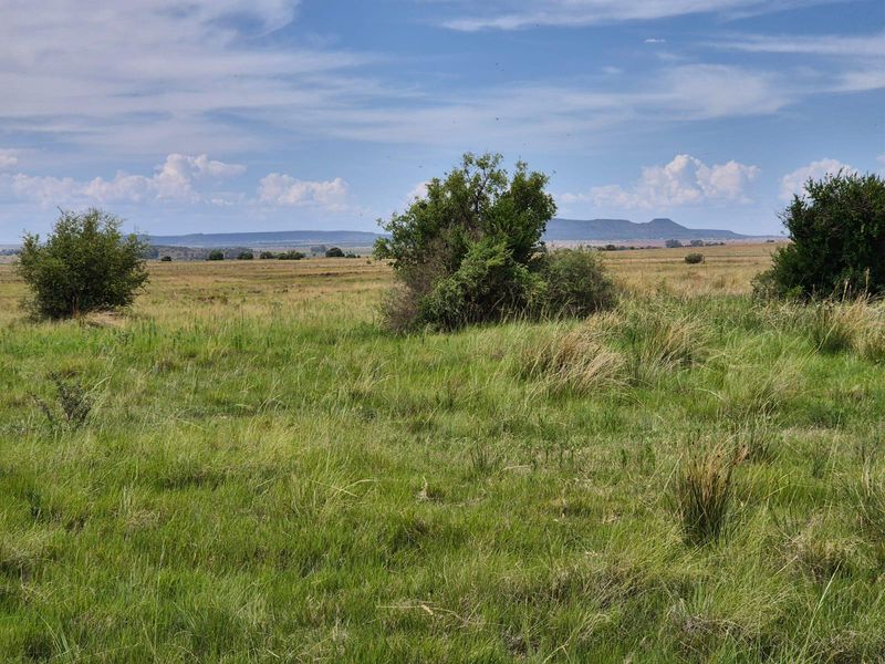 71 Ha Gemengde Soetgras naby Bloemfontein - Photo 7