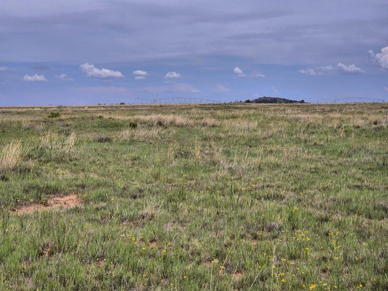 71 Ha Gemengde Soetgras naby Bloemfontein - Photo 10