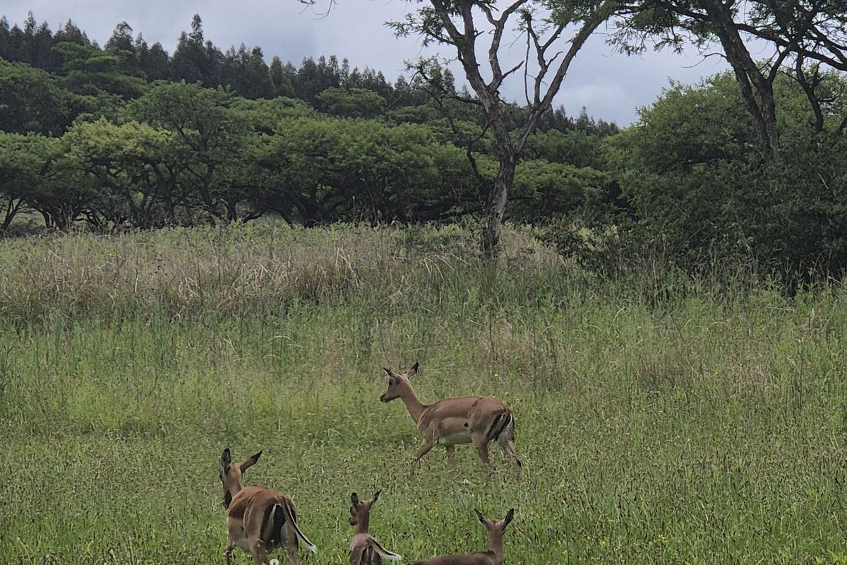 Drakensberg Retreat - Photo 5