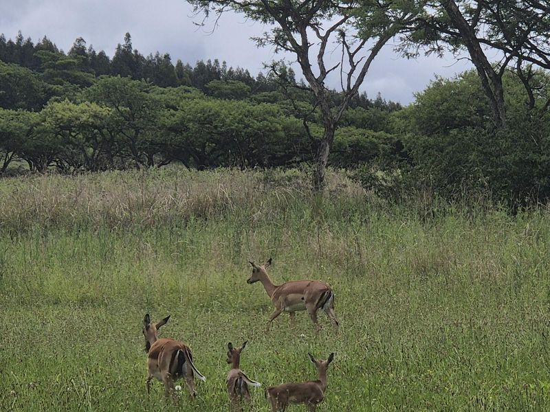 Drakensberg Retreat - Photo 5