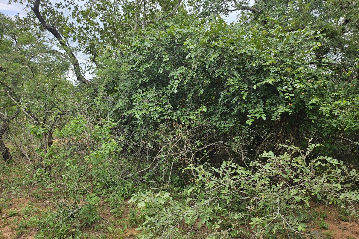 Build your Dream Home! - Photo 2