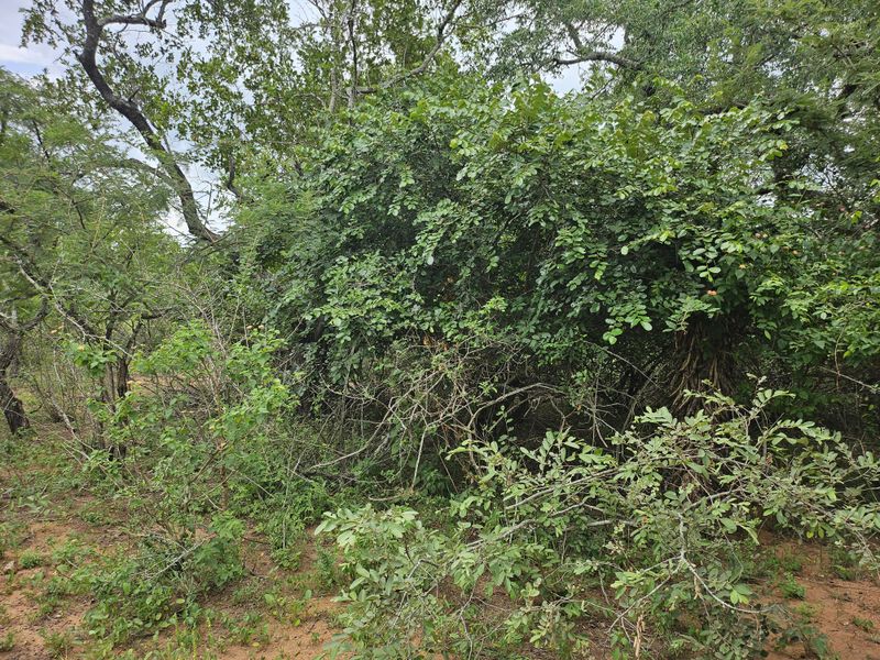 Build your Dream Home! - Photo 2