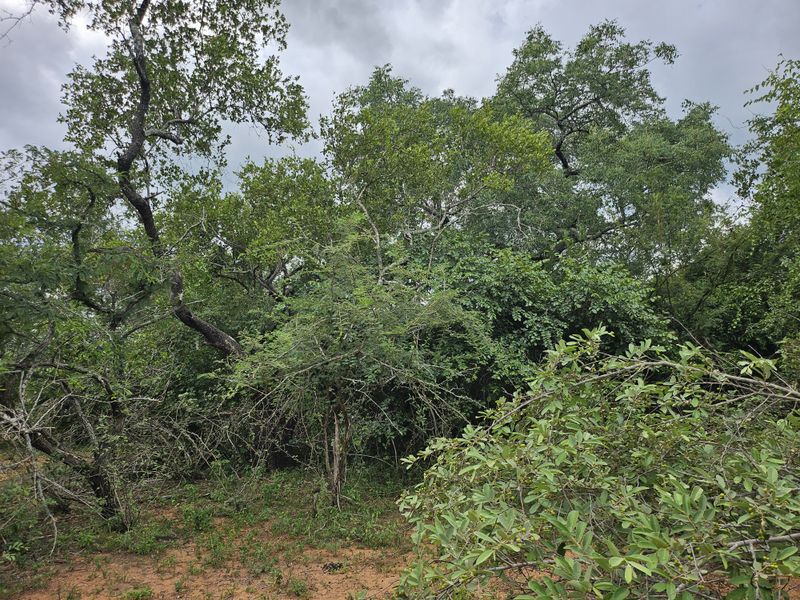 Build your Dream Home! - Photo 4