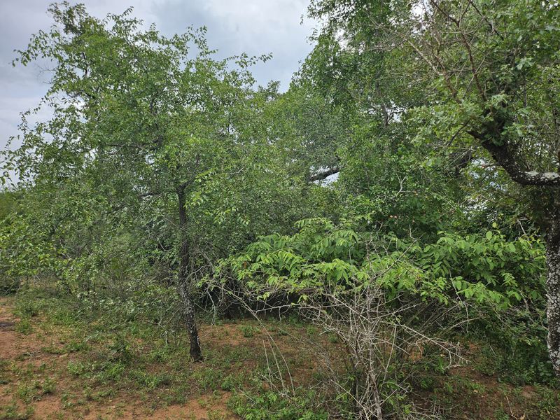 Build your Dream Home! - Photo 7