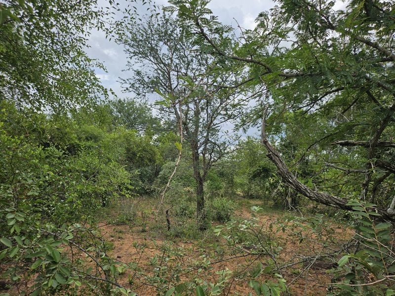 Build your Dream Home! - Photo 6