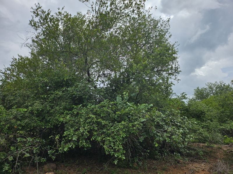 Build your Dream Home! - Photo 3