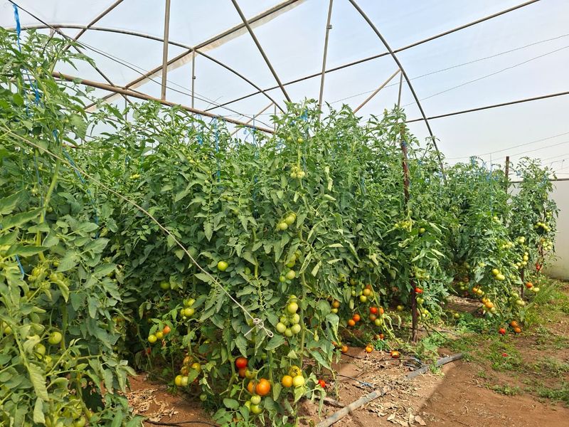 Luxury Estate with Multiple Revenue Streams - Photo 8