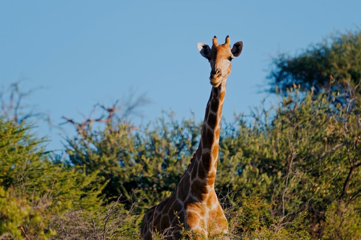 Claim one of the 3 remaining stands in this piece of paradise. - Photo 3