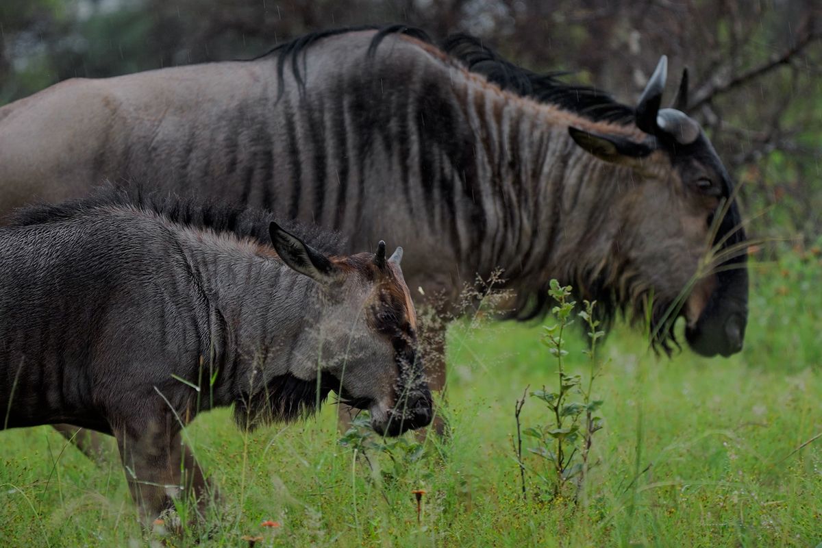 Claim one of the 3 remaining stands in this piece of paradise. - Photo 2