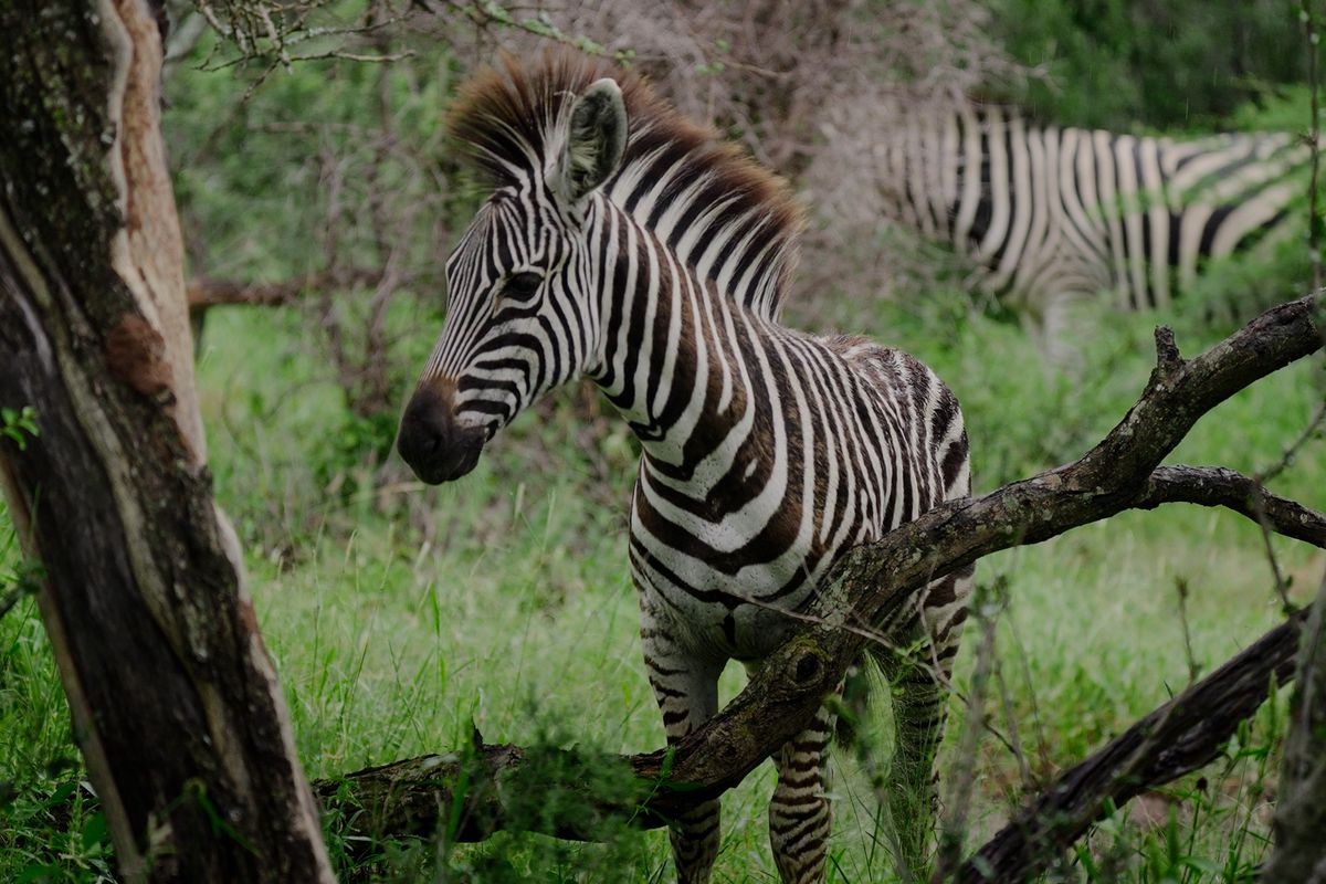 Claim one of the 3 remaining stands in this piece of paradise. - Photo 4