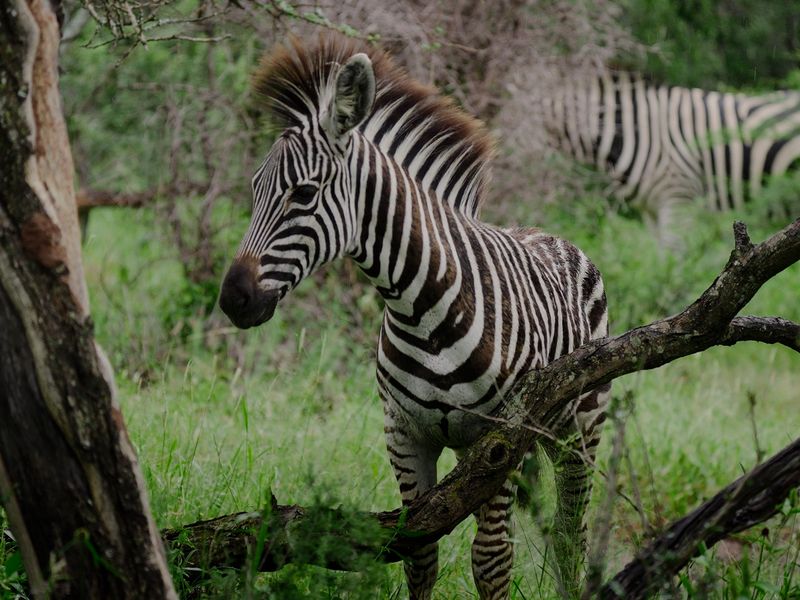 Claim one of the 3 remaining stands in this piece of paradise. - Photo 3