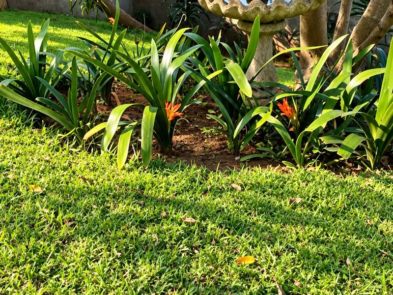 A well-maintained garden area featuring lush green lawn, established trees, and a decorative stone bird bath against a boundary wall.
