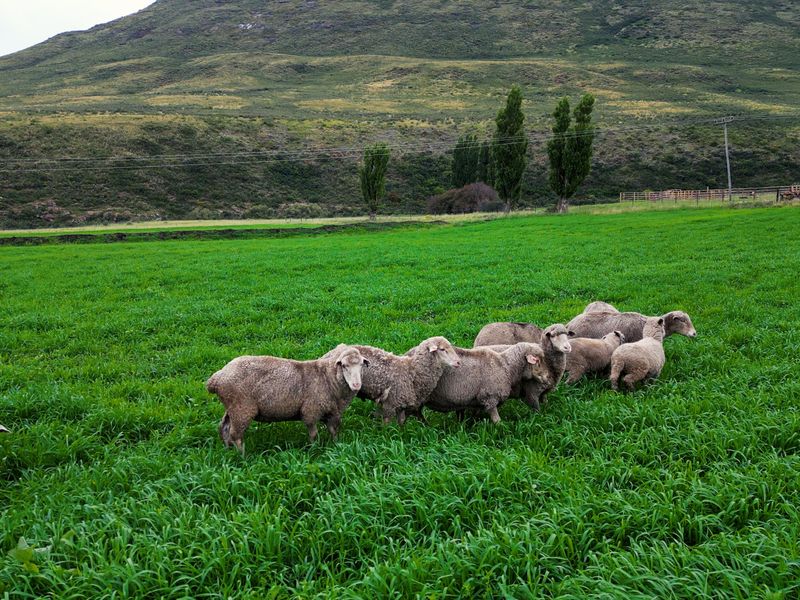 1 316 Ha in Lady Grey - Photo 4