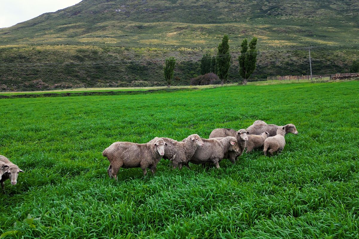 1 316 Ha in Lady Grey - Photo 4