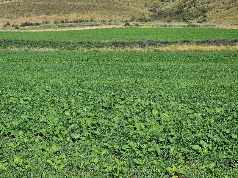 1 316 Ha in Lady Grey - Photo 6