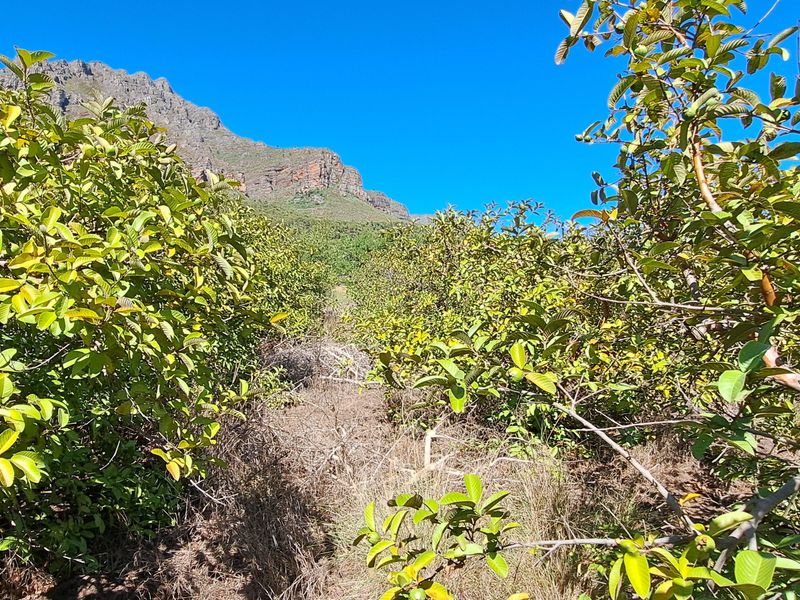 A view of the farm orchard featuring rows of fruit trees set against a scenic mountain backdrop.