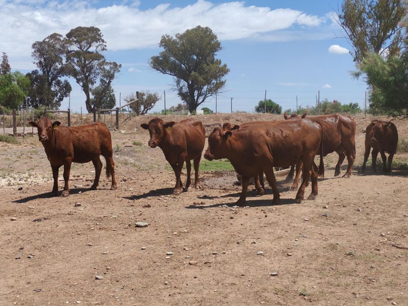 4765 Ha Sheep Farm Situated between Steynsburg and Hofmeyr - Photo 7