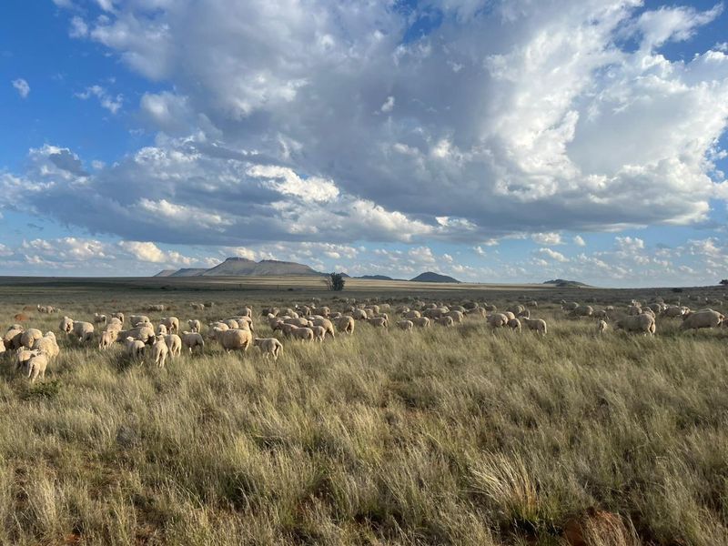 4765 Ha Sheep Farm Situated between Steynsburg and Hofmeyr - Photo 6