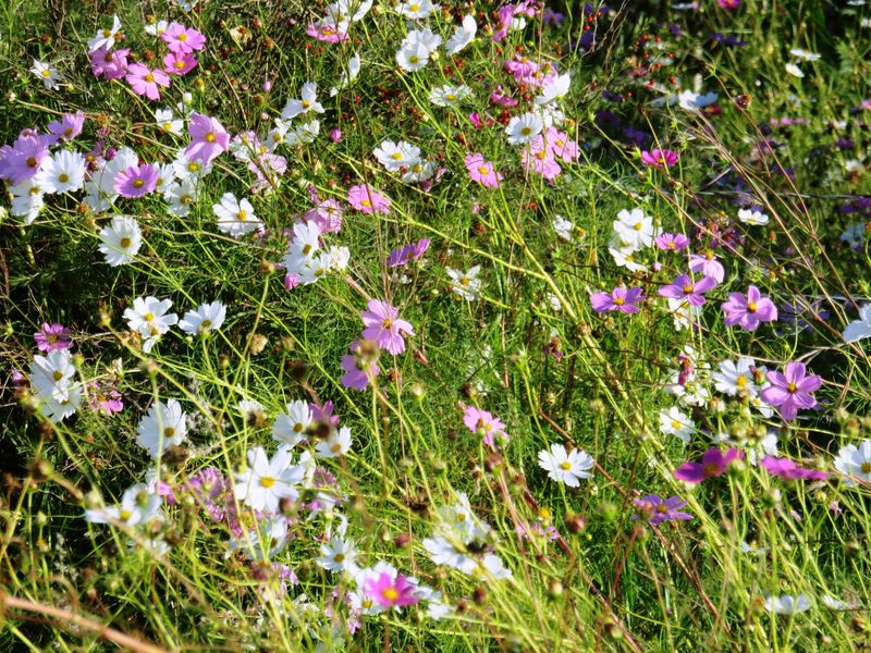 Large stand near the Vaal Dam in Oranjeville - Photo 5