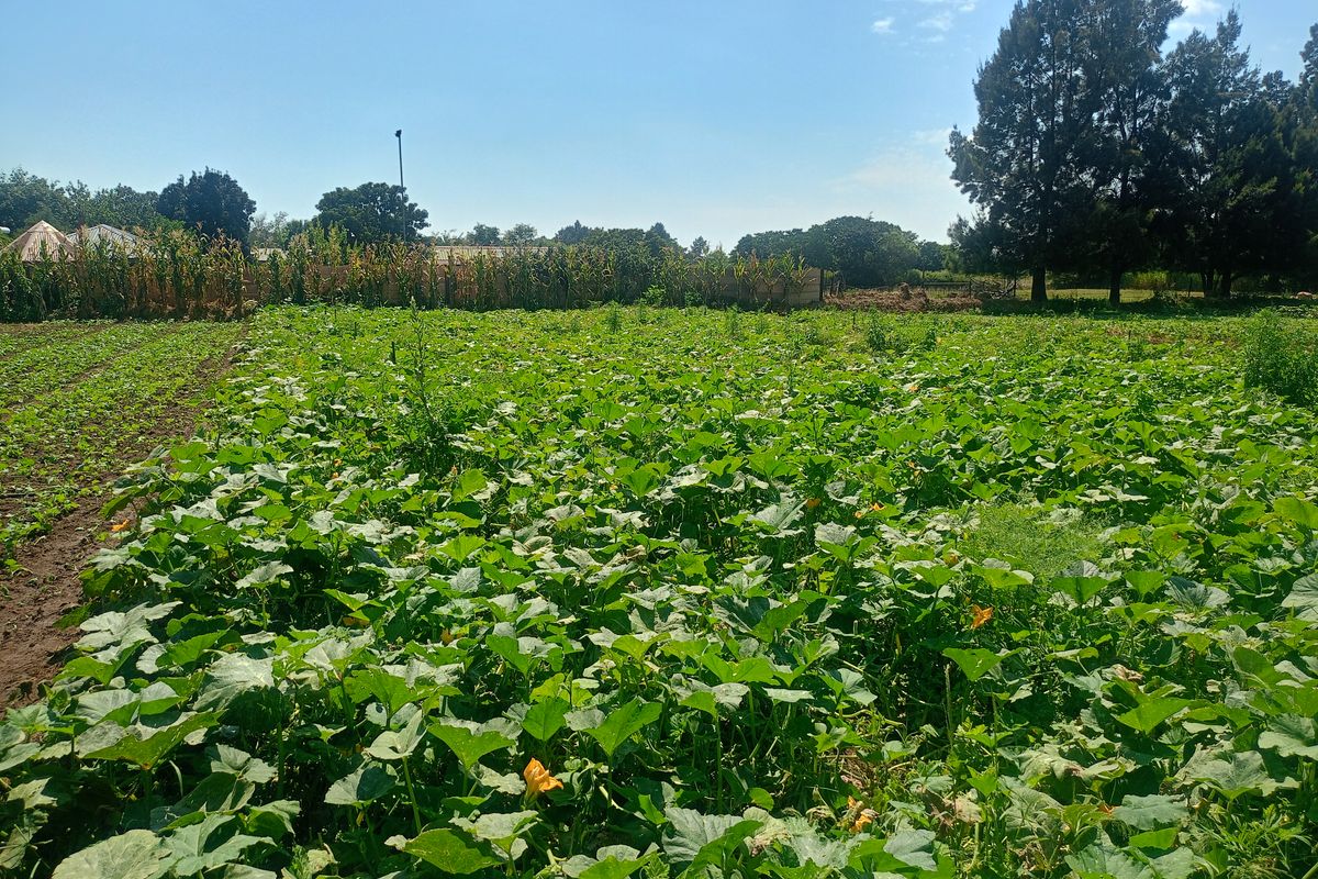 Income-Generating Smallholding with Established Vegetable Garden - Photo 4