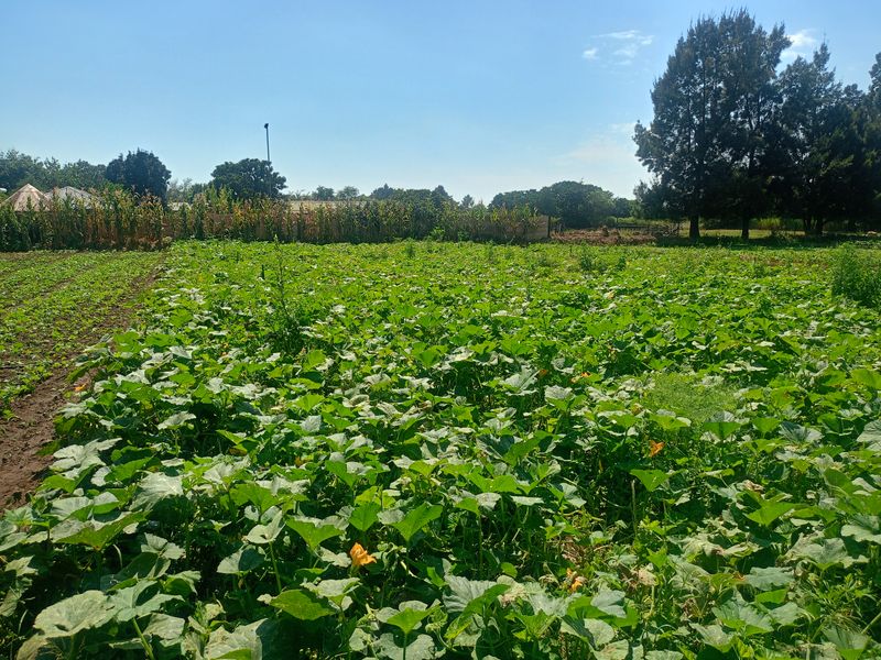 Income-Generating Smallholding with Established Vegetable Garden - Photo 4