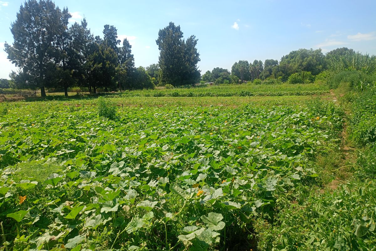 Income-Generating Smallholding with Established Vegetable Garden - Photo 5